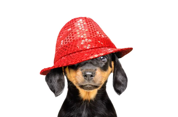 Retrato Lindo Cachorro Sombrero Rojo Aislado Sobre Fondo Blanco — Foto de Stock