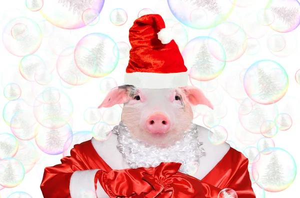 Retrato Porco Bonito Traje Papai Noel Fundo Bolhas Sabão — Fotografia de Stock