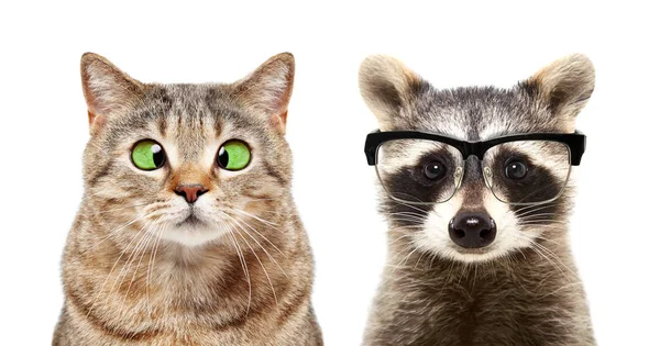 Retrato Gato Lindo Mapache Con Enfermedades Oculares Aisladas Sobre Fondo — Foto de Stock