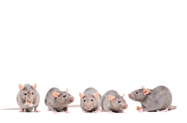 Five Gray Rats Isolated White Background — Stock Photo, Image