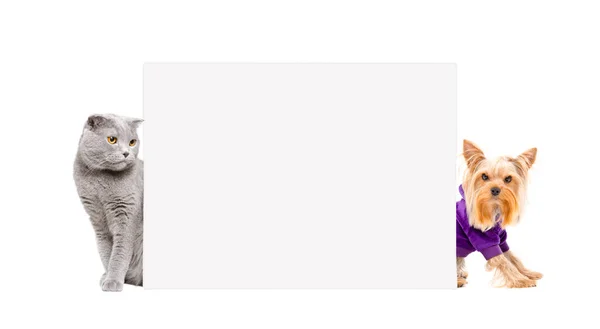 Шотландська Висловуха Кішка Йоркширський Тер Сидячи Банер Ізольовані Білому Тлі — стокове фото