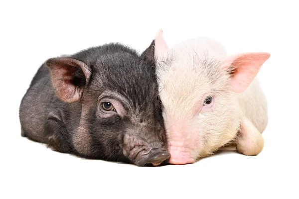 Portrait Two Vietnamese Pigs Lying Huddled Together Isolated White Background — Stock Photo, Image