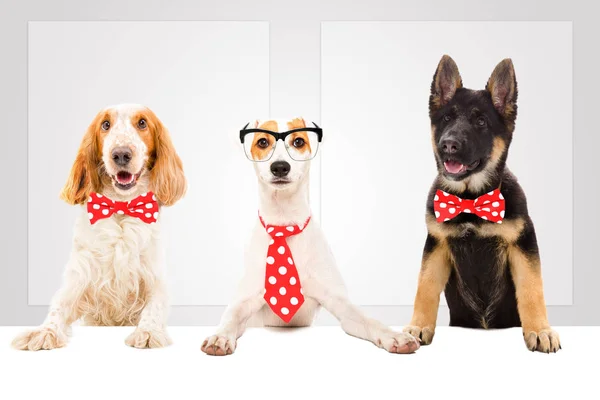 Three Funny Dogs Ties Office — Stock Photo, Image