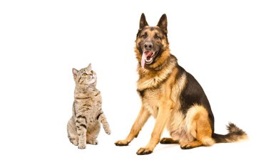 Beyaz arka plan üzerinde izole meraklı kedi İskoç düz ve Alman çoban köpek