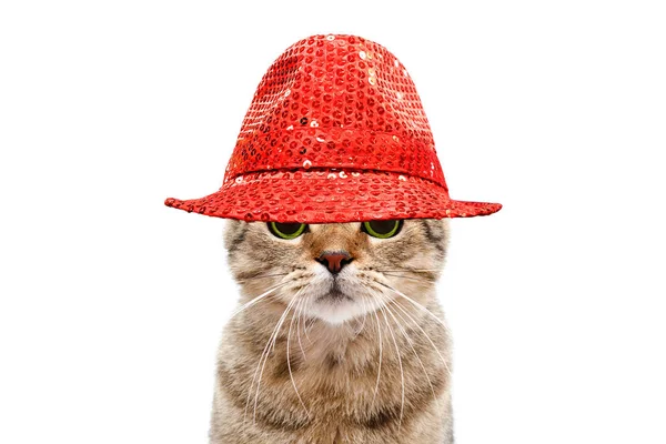 Portrait Secretive Cat Red Hat Isolated White Background — Stock Photo, Image