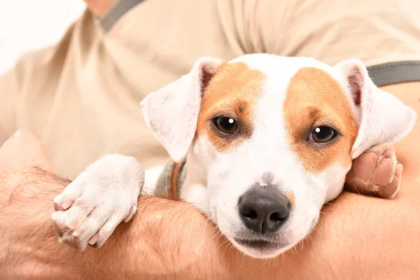 Portrait Dog Jack Russell Terrier Arms His Owner — Stock Photo, Image