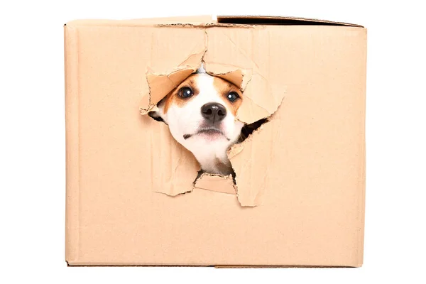 Curious Dog Jack Russell Terrier Looks Out Torn Hole Box — Stock Photo, Image