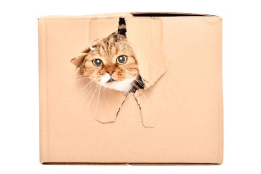 Beyaz arka plan üzerinde izole bir kutu içinde yırtık bir delikten İskoç Fold komik kedi görünüyor