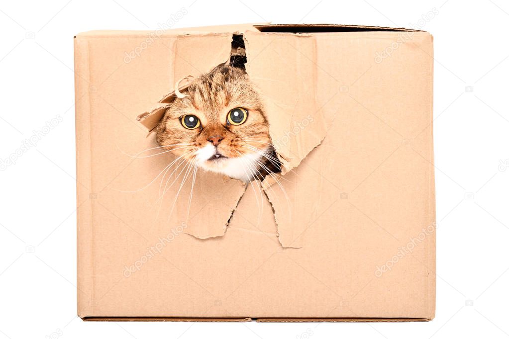 Funny cat Scottish Fold looks out of a torn hole in a box isolated on white background