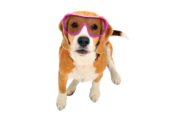 Portrait Cute Beagle Dog Pink Sunglasses Top View Isolated White — Stock Photo, Image