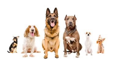Beyaz arka plan üzerinde birlikte izole grup oturma sevimli köpeklerin