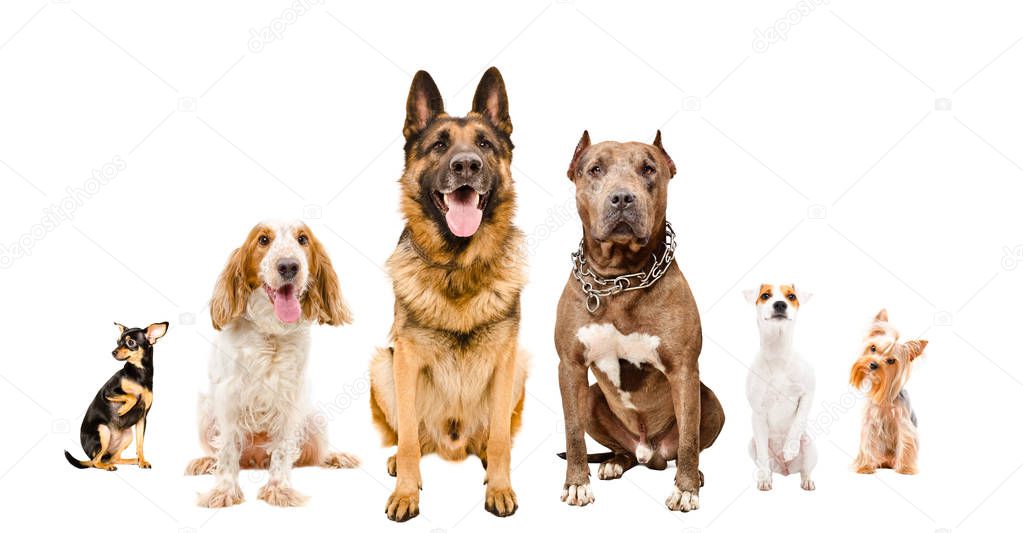 Group of cute dogs sitting together isolated on white background