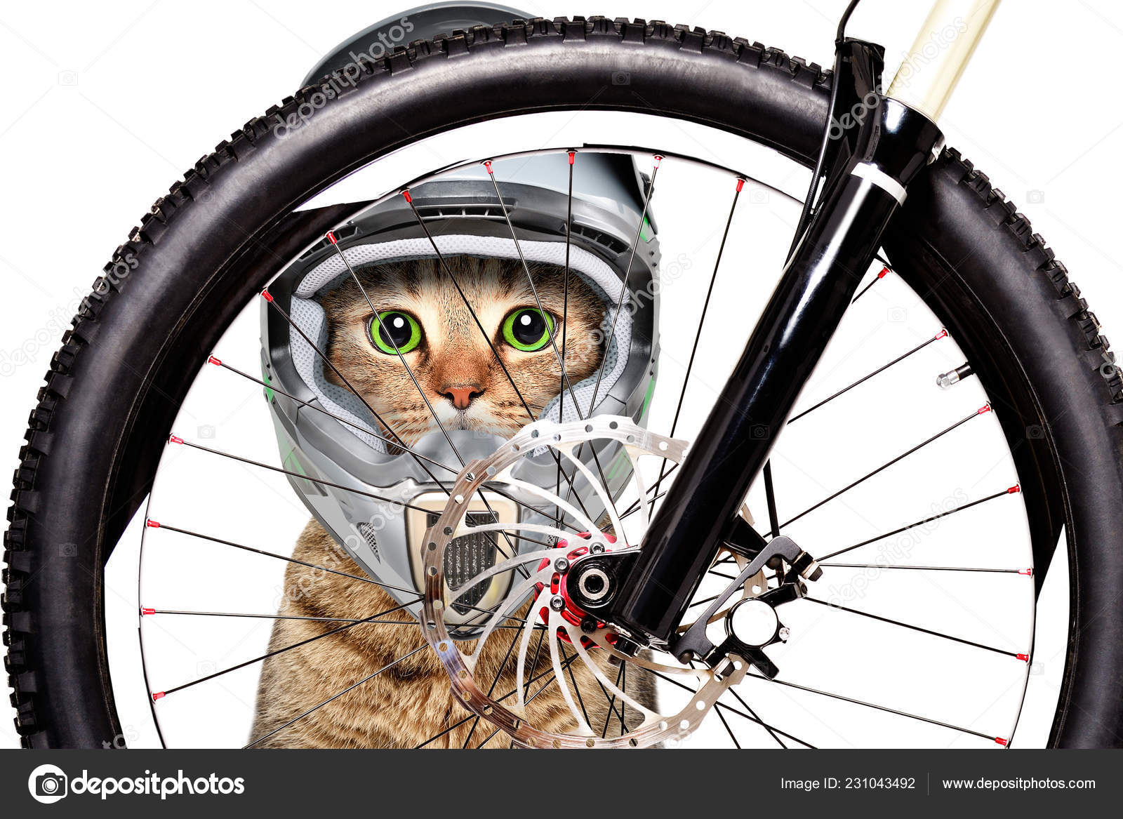 cat bicycle helmet