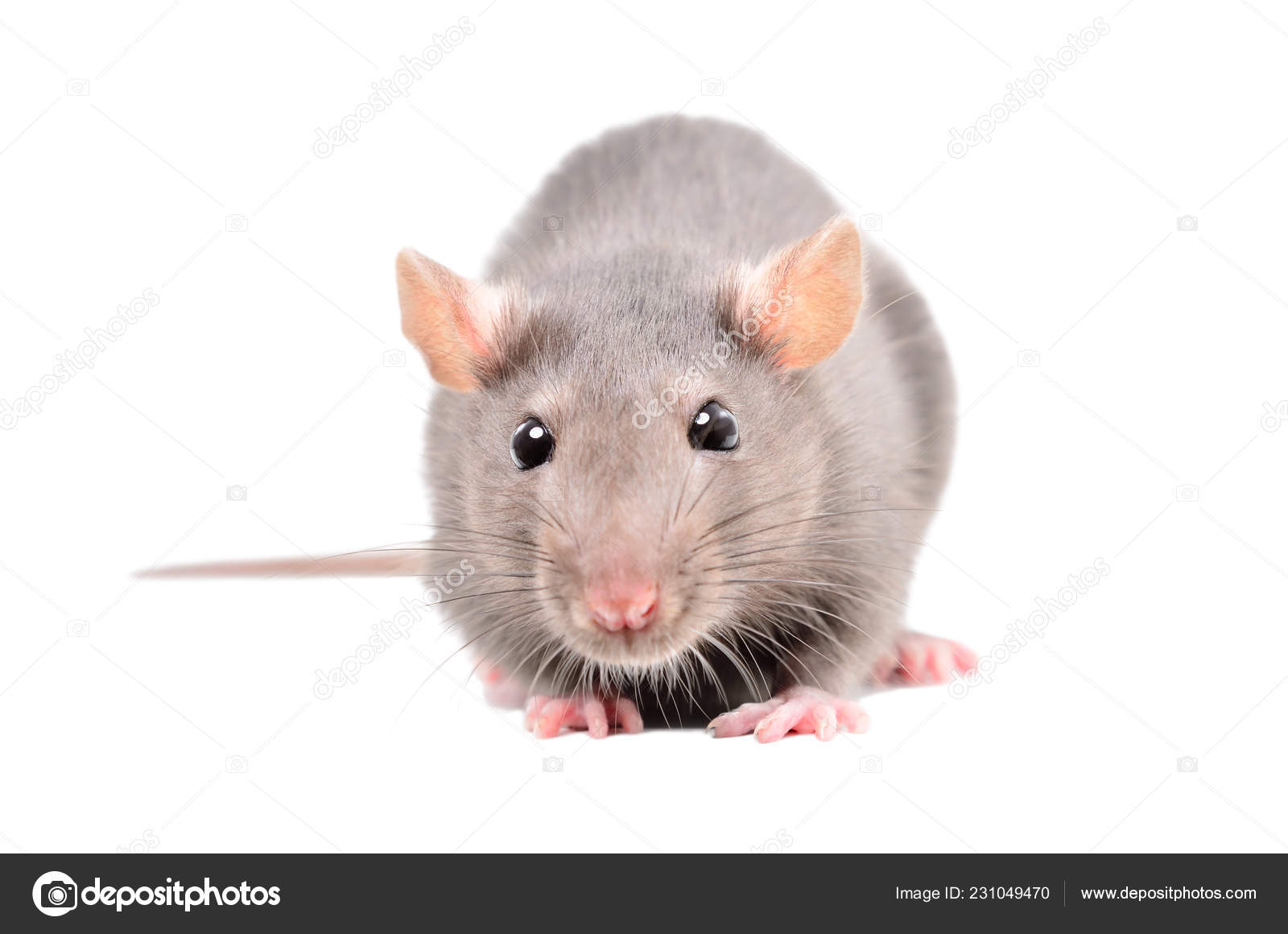 Little Gray Rat Isolated White Background Stock Photo by ©Sonsedskaya 231049470