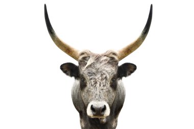 Portrait of a wild forest bull isolated on white background clipart