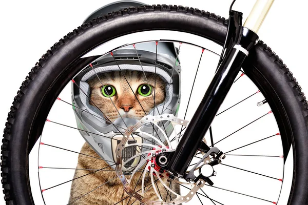 Portrait of a cat in a bicycle helmet looking through the bicycle wheel