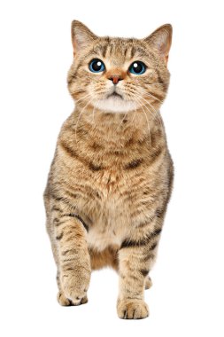 Komik meraklı kedi İskoç düz beyaz arka plan üzerinde izole