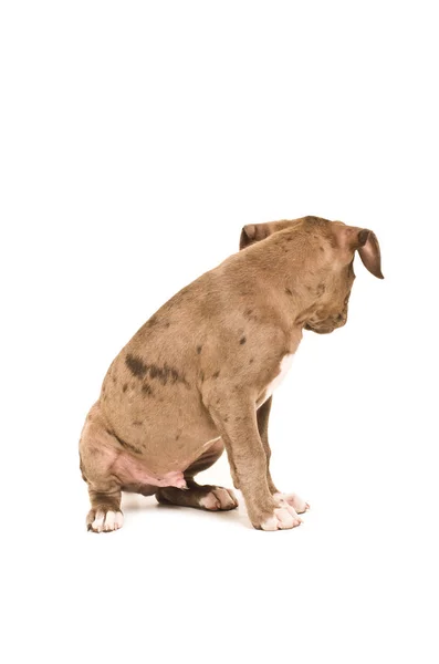 Pit bull puppy sitting isolated on white background, back view