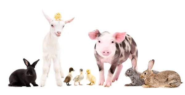 白い背景に分離されて一緒に立っているかわいい農場の動物のグループ — ストック写真