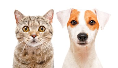 Jack Russell Terrier köpek sevimli kedi İskoç düz portresi ve Genç