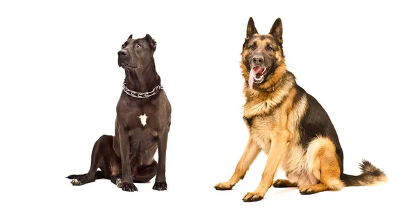 Köpek Izole Üzerinde Beyaz Arka Plan Birlikte Oturan — Stok fotoğraf