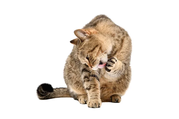 Chat Mignon Écossais Lavages Droits Assis Isolé Sur Fond Blanc — Photo