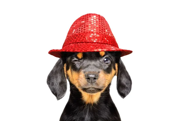 Ritratto Simpatico Cucciolo Ammiccante Cappello Rosso Isolato Sfondo Bianco — Foto Stock