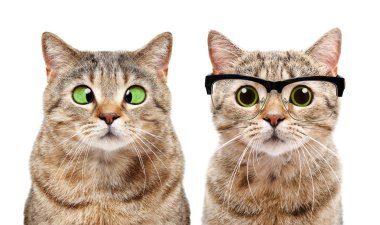 Portrait of two cute cats with eye diseases isolated on white background clipart