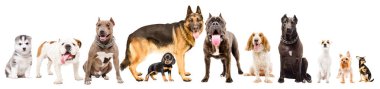 Grup beyaz arka plan üzerinde izole onbir şirin köpek