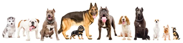 Groep Van Elf Leuke Honden Geïsoleerd Witte Achtergrond — Stockfoto