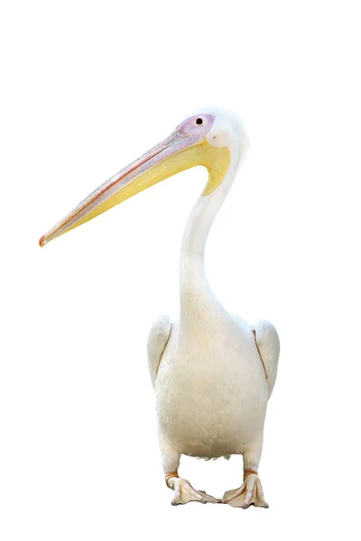 Pelicano Isolado Sobre Fundo Branco — Fotografia de Stock