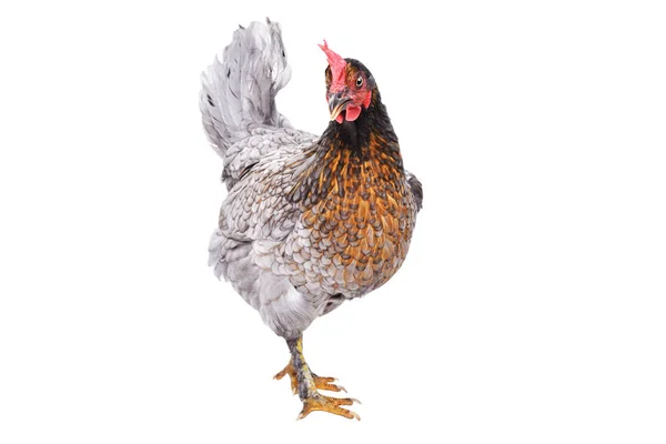 灰色鶏立っている白い背景で隔離の肖像画 — ストック写真
