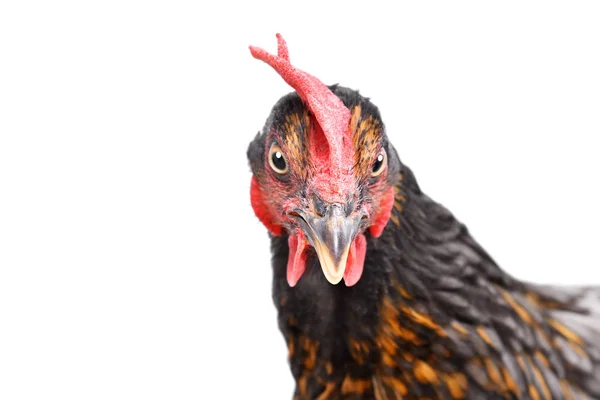 白い背景に分離された面白い茶色の鶏の肖像画 — ストック写真