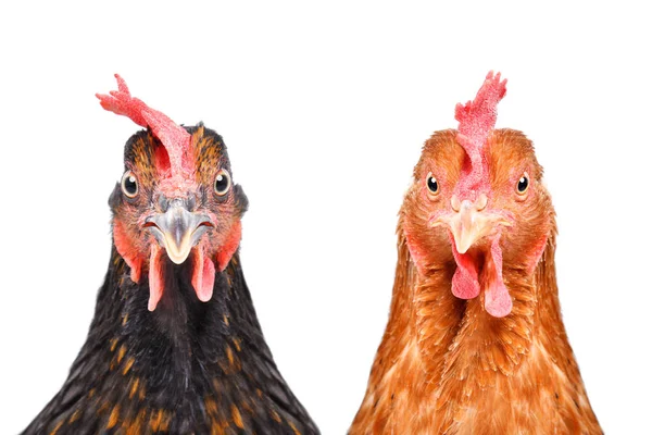 Dvě Kuřata Izolovaných Bílém Pozadí Při Pohledu Fotoaparát — Stock fotografie