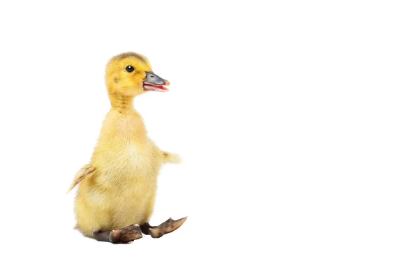 Funny Little Duckling Sitting Isolated White Background — Stock Photo, Image