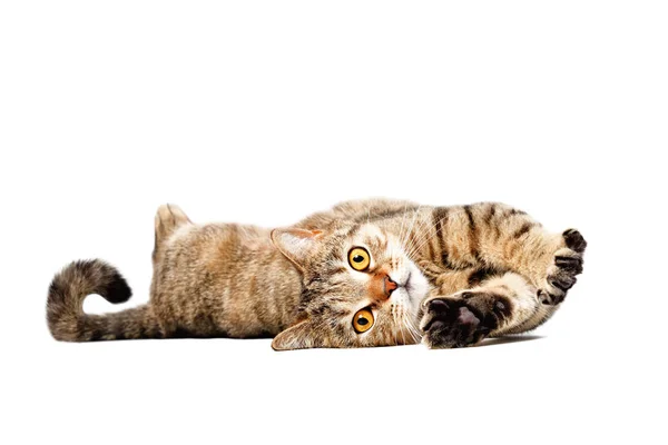 Adorable Cat Scottish Straight Lying Isolated White Background — Stock Photo, Image