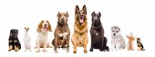 Gruppe von Hunden verschiedener Rassen sitzen isoliert auf weißem Hintergrund