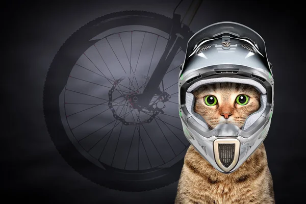 Portrait of a cat in cycling helmet on the background of the silhouette of a bicycle wheel