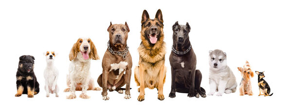 Groupe Chiens Races Différentes Assis Isolé Sur Fond Blanc — Photo