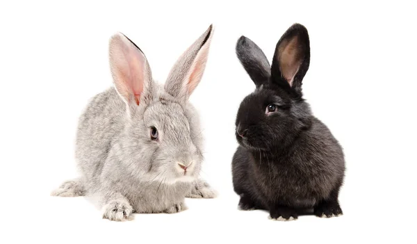 分離の白い背景に座って一緒にグレーと黒のウサギ — ストック写真
