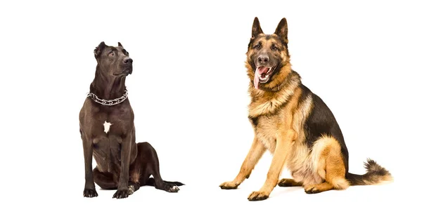 Två Hundar Sitter Isolerad Vit Bakgrund — Stockfoto
