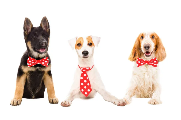 Three Funny Dogs Red Ties Isolated White Background — Stock Photo, Image