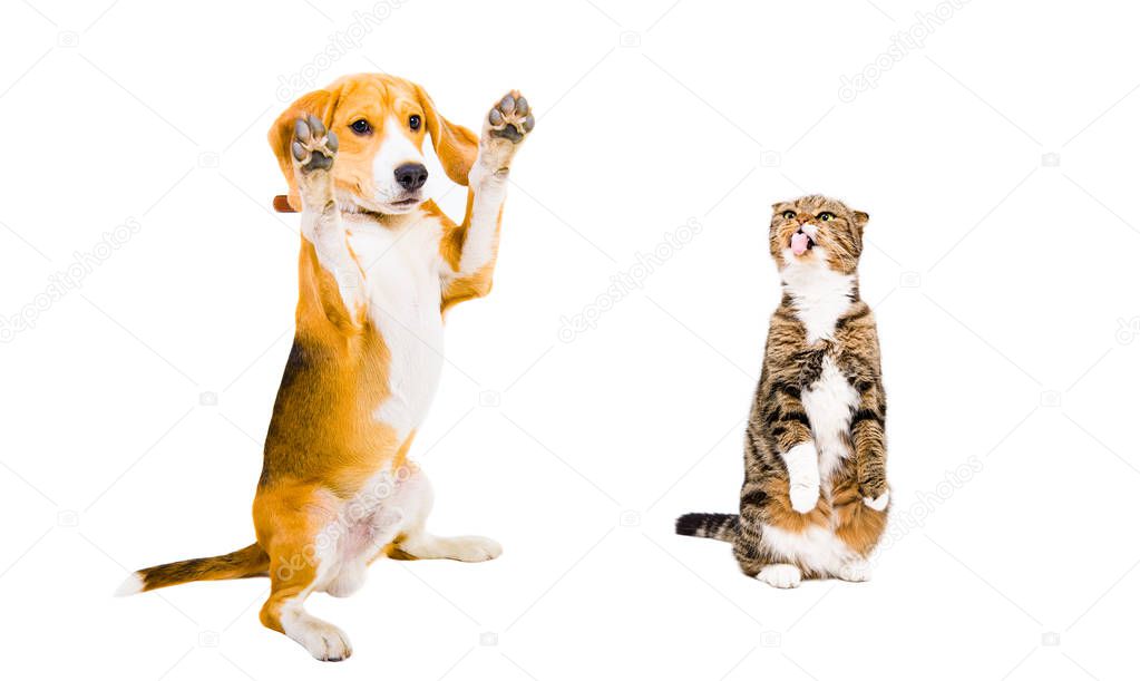 Beagle and cat Scottish Fold together isolated on white background