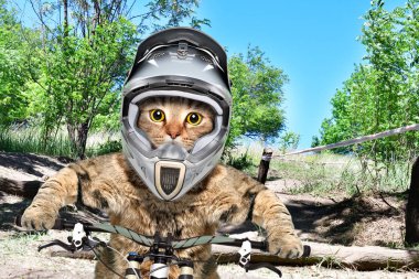 Bisiklete binme bir yarışmaya katılan bir bisiklet bir kask bir kedi portresi