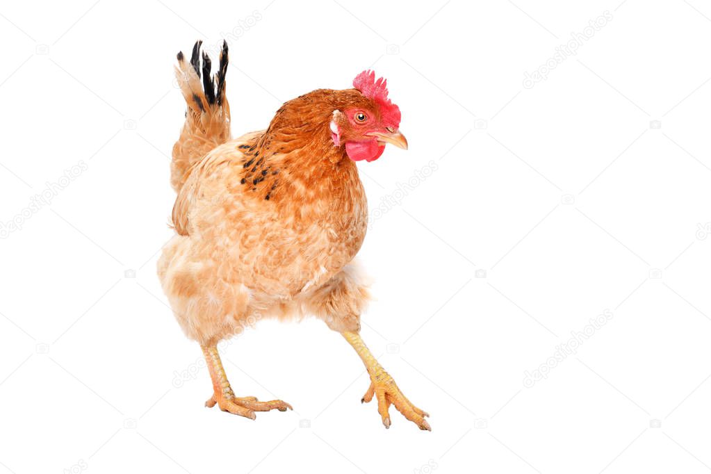 Ginger chicken standing isolated on white background