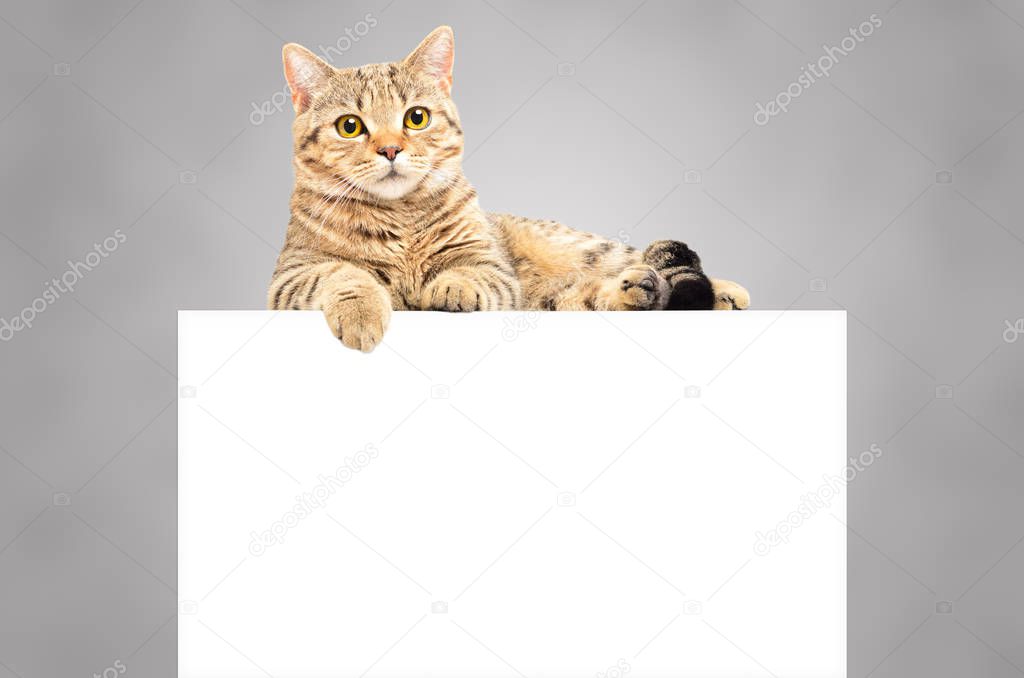 Graceful cat Scottish Straight, lying on the banner on a gray background