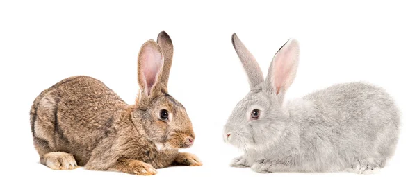 分離の白い背景に座って一緒にブラウンとグレーのウサギ — ストック写真