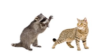 Oynak Rakun ve İskoç düz beyaz arka plan üzerinde izole kedi