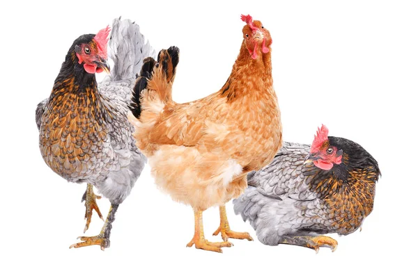 Three Hens Together Isolated White Background — Stock Photo, Image