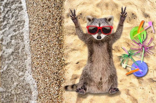 Gracioso Mapache Gafas Sol Mostrando Una Señal Paz Playa — Foto de Stock